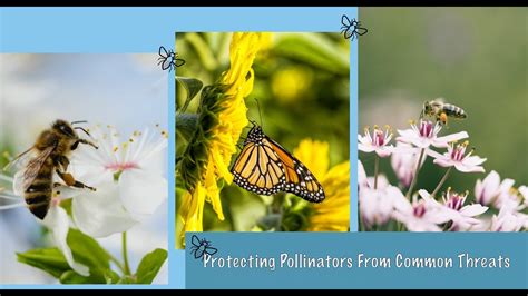 Protecting Pollinators From Common Threats YouTube