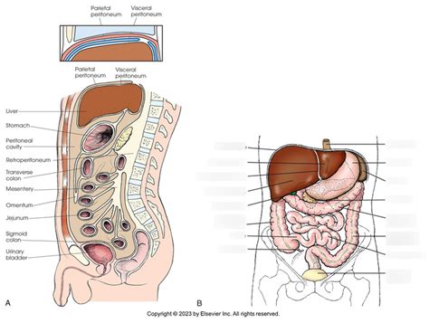 Anterior Abdominal Viscera Diagram Quizlet