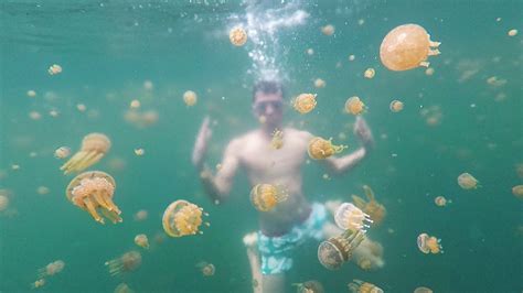 Swim with Stingless Jellyfish in Sohoton Cove – Itinerant