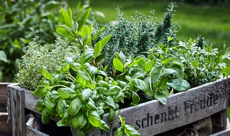 Piante Aromatiche Da Balcone Quali Scegliere E Quali Combinare In Vaso