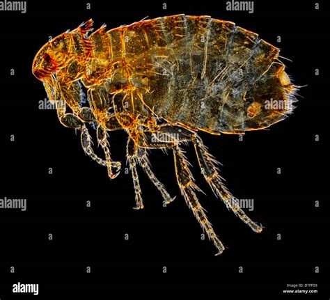 Ctenocephalides Felis Felis Cat Flea Stock Photo Alamy