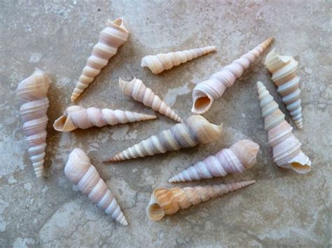 Our Adventures Of Collecting Seashells In Thailand Part 2 I Love