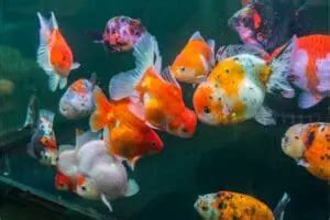 7 Different Types Of Goldfish Breeds You Absolutely Need To Know About