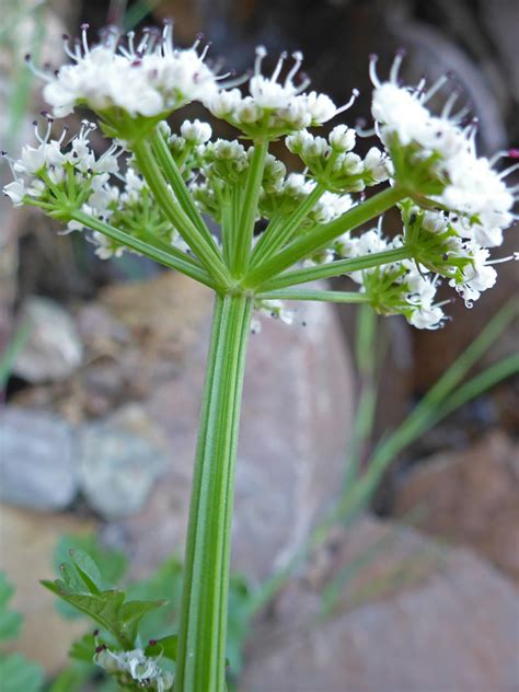 Photographs Of Oenanthe Crocata UK Wildflowers Ridged Stem And Pedicels