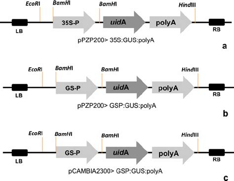 Schematic Representation Of T Dna Region Of The Binary Vector