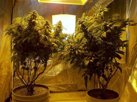 7 Disadvantages to Autoflowering Seeds