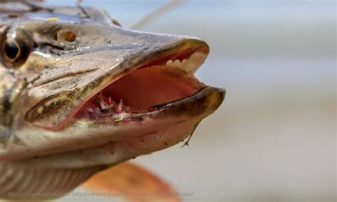 Hooked On Success Oregon Anglers Extraordinary Victory In Tackling