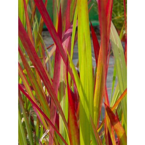 Imperata Cylindrica Rubra Red Baron Japanese Blood Grass