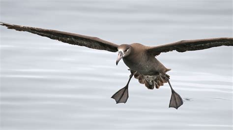 Black-footed Albatross | Audubon Field Guide