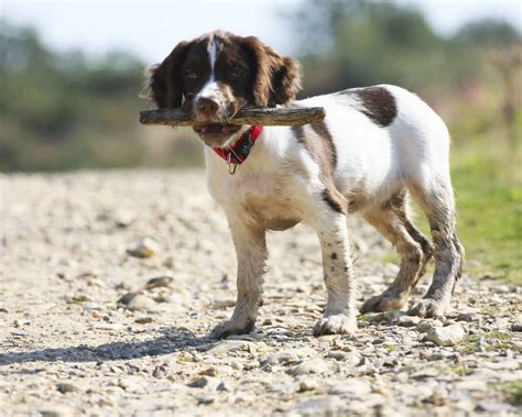 Английский спрингер-спаниель - это крепкая и очень умная порода собак