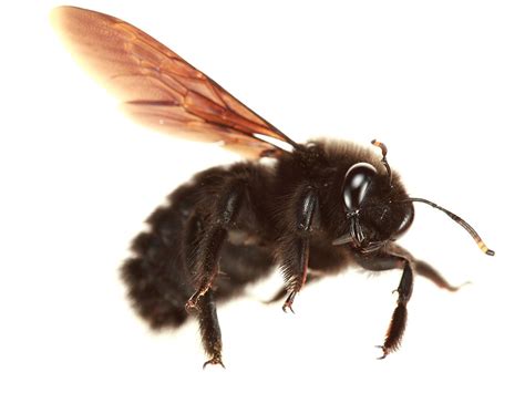 Do Carpenter Bees Sting? | Pestclue