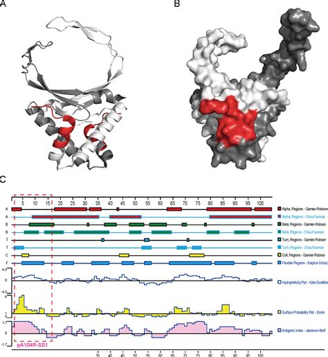 Characterization Of The Monoclonal Antibody And The Immunodominant B