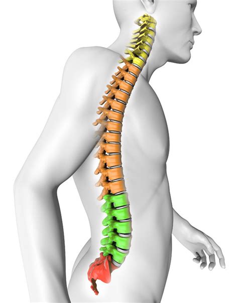 Anatom A Posterior De La Columna Vertebral Medlineplus Enciclopedia