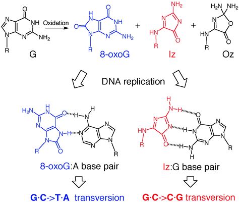 Possible Cause Of Gccg Transversion Mutation By Guanine Oxidation