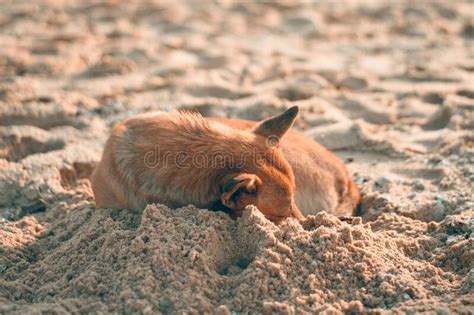 Verdwaalde Hond Op Het Zand Stock Foto Image Of Mildheid Vriend