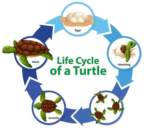 Turtle Life Cycle Diagram