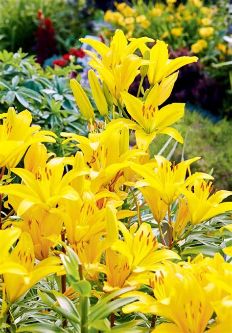 The 10 Best Winter Proof Perennials Artofit