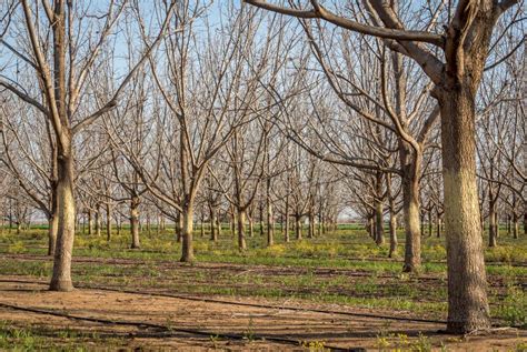 Naked Orchard Stock Photos Free Royalty Free Stock Photos From