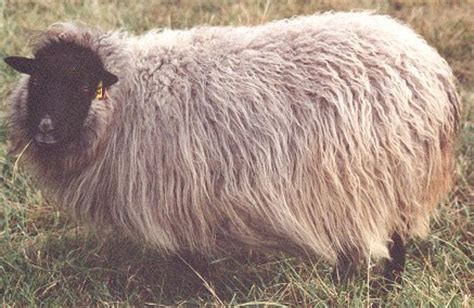 Elkhorn Icelandic Sheep | Quick Facts About Icelandic Sheep — Fleece ...