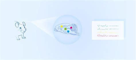 Fiber Photometry Working Principle And Process Rwd Life Science