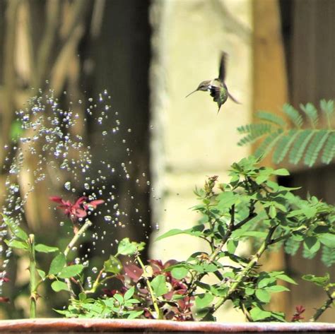 The Ultimate Guide to Hummingbird Feeding – Chirp Nature Center