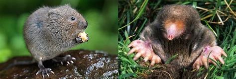 Moles & Voles Archives - AAA Lawn Care