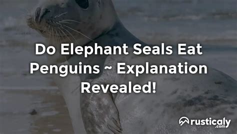 Do Elephant Seals Eat Penguins ~ Finally Explained!