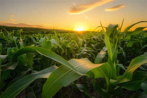 Sunset Corn Field Images Browse 123754 Stock Photos Vectors And