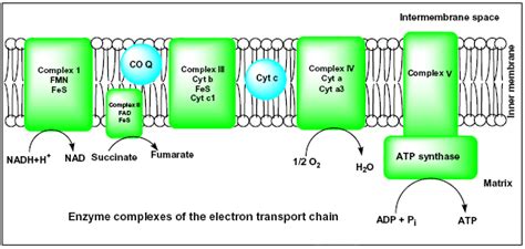 Components Of Electron Transport Chain