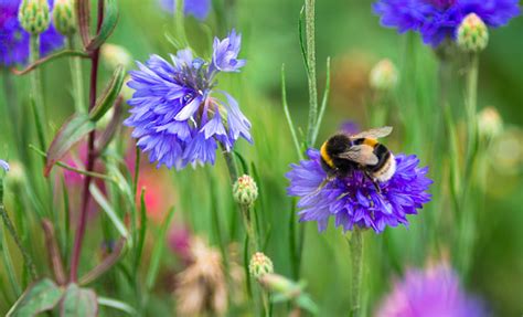 Close Up Of Bumble Bee Pollinating Wildflowers In The Meadow Stock