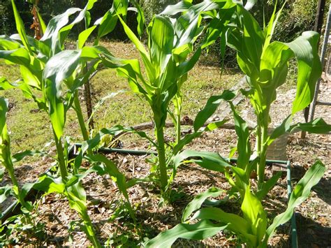 Growing Sweet Corn Your Sanctuary