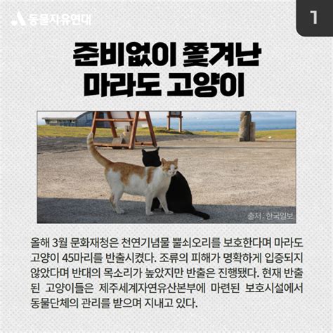 한국일보·동물자유연대 올해 최고의 동물 뉴스를 뽑아주세요 한국일보