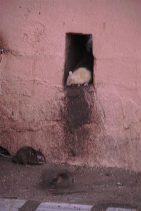 Karni Matha Temple The Rat Temple of Rajasthan | The Planet D