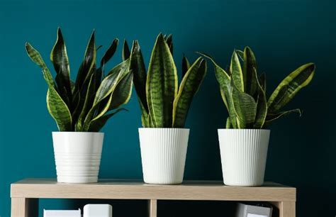 Snake Plant Propagation: 4 Ways To Grow Snake Plant Cuttings - Smart ...