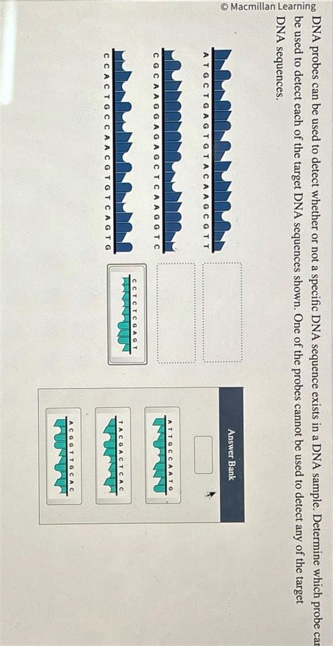 Solved DNA probes can be used to detect whether or not a | Chegg.com