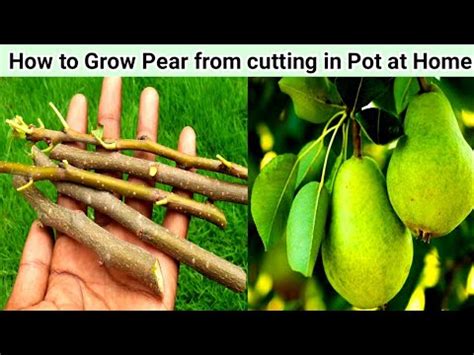 How To Grow An Pear Trees From Stem Youtube