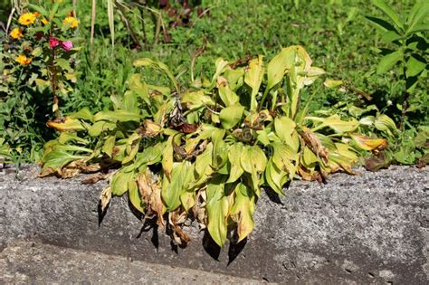 Plantain Lily Or Hosta Foliage Plant With Partially Shriveled And Dried