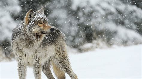 HD wallpaper: wolf, snow, snowing, snowfall, snowy, winter, photography ...