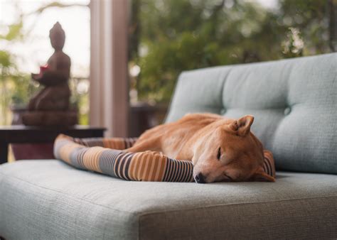 What Our Pets Can Teach Us About Mindfulness Doggy Grub