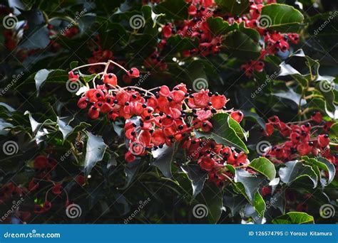 Korean Sweetheart Tree Stock Image Image Of Follicle 126574795