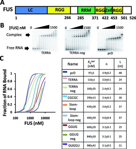 FUS binds many RNAs. (A) A schematic representation of the FUS protein ...