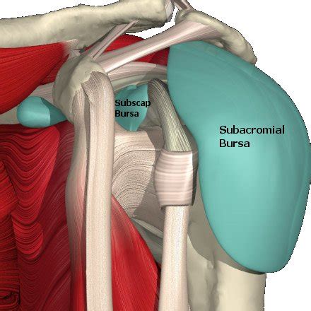 Schulterimpingement Myokraft Physio Ergo Fitness Health