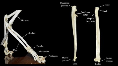 Cat limbs | Atlas of Comparative Vertebrate Anatomy