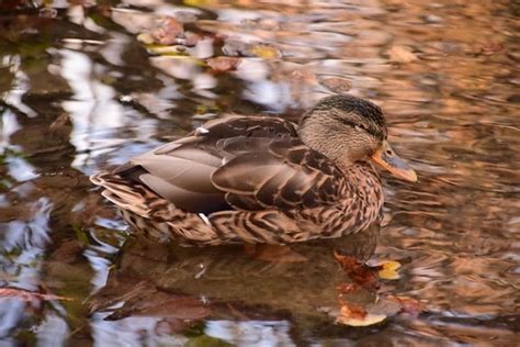 Image Libre Canard Color La Faune Oiseaux Oiseaux Aquatiques Lac