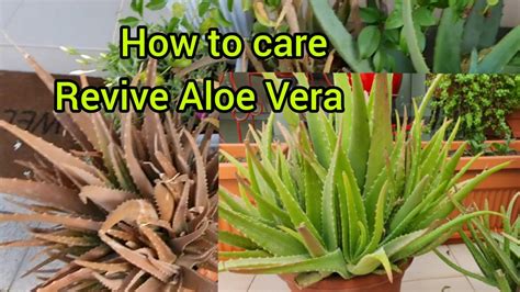 How To Care Your Brown And Dry Aloe Vera Plant Revive Aloe Vera With