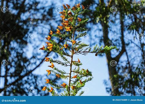 An Endangered Monarch Butterfly Caterpillar Stock Image Cartoondealer