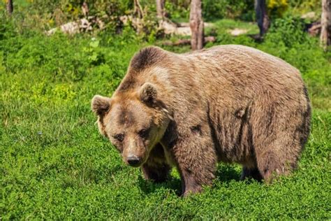 Brown Bear Facts: Diet, Weight, Longevity & More - Facts.net