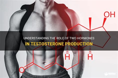 Understanding The Role Of Two Hormones In Testosterone Production Medshun