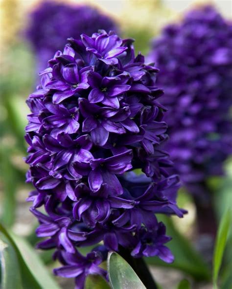 Hyacinth Blue Sapphire From Peter Nyssen Flower Bulbs And Plants