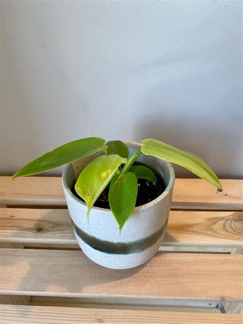 Philodendron Bipennifolium Aurea Aka Philodendron Gold Violin Craibas